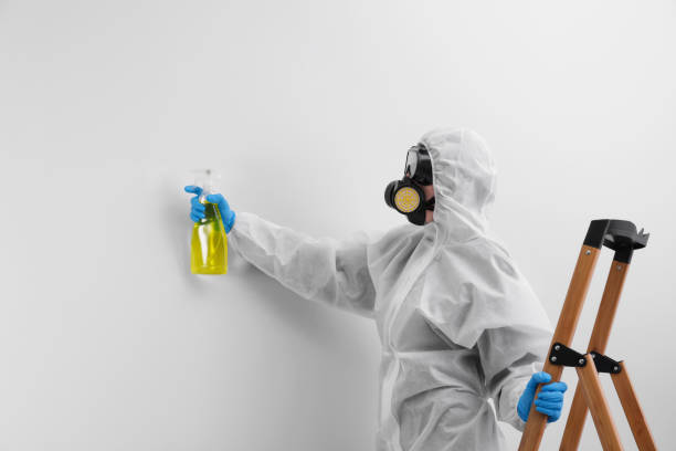 Mold Odor Removal Services in Mclouth, KS